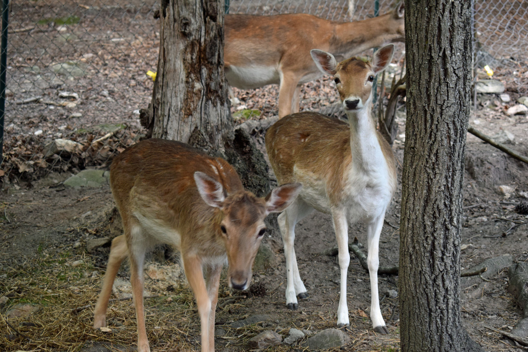 Wildlife Sanctuary Deer.jpg